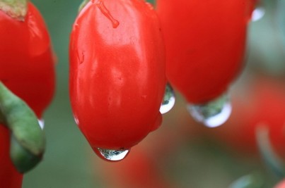 Grossiste exportateur de baies de goji du Ningxia 