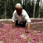 Grossiste exportateur de plantes médicinales