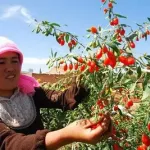 Grossiste exportateur de baies de goji du Ningxia 
