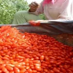 Grossiste exportateur de baies de goji du Ningxia 