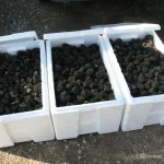 Truffes,  Truffes noires,  Truffes blanches